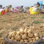 देसी जुगाड़ का कमाल: साइकिल के कबाड़ से बना ‘आलू निकालने वाला हथियार’, किसानों की बड़ी परेशानी दूर