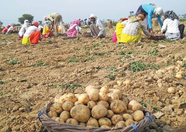 देसी जुगाड़ का कमाल: साइकिल के कबाड़ से बना ‘आलू निकालने वाला हथियार’, किसानों की बड़ी परेशानी दूर