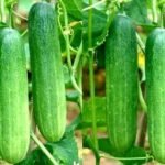 खीरे की खेती ने बदली किस्मत, ढाई बीघा में किसान कमा रहा हजारों का मुनाफा