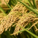 रसायन छोड़ अपनाया जैविक खेती का नया तरीका: मिर्जापुर के किसान ने घर में तैयार किए 14 पोषक तत्व, पैदावार में रिकॉर्ड उछाल