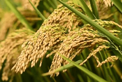 रसायन छोड़ अपनाया जैविक खेती का नया तरीका: मिर्जापुर के किसान ने घर में तैयार किए 14 पोषक तत्व, पैदावार में रिकॉर्ड उछाल