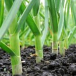 लहसुन बना कैश क्रॉप: गोंडा के किसान ने बदली तकदीर, पारंपरिक खेती छोड़ बन गए मुनाफे के बादशाह