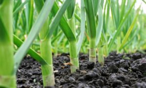 लहसुन बना कैश क्रॉप: गोंडा के किसान ने&hellip;