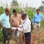 फसल कटनी प्रयोग में चौंकाने वाला आंकड़ा आया सामने, गेहूँ की अनुमानित उपज लगभग 40 क्विंटल प्रति हेक्टेयर आंकी गई