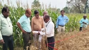 फसल कटनी प्रयोग में चौंकाने वाला आंकड़ा आया&hellip;