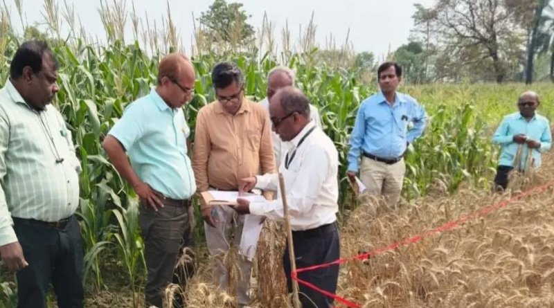 फसल कटनी प्रयोग में चौंकाने वाला आंकड़ा आया सामने, गेहूँ की अनुमानित उपज लगभग 40 क्विंटल प्रति हेक्टेयर आंकी गई