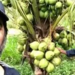 बंजर जमीन में बनाया नारियल फार्म, आर माधवन की खेती कर किया कमाल