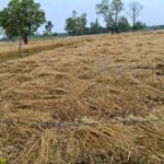 मौसम का कहर: बारिश-ओलों ने तबाह की फसल, किसान बेहाल