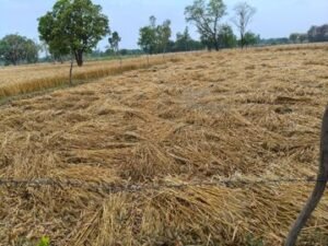 मौसम का कहर: बारिश-ओलों ने तबाह की फसल,&hellip;