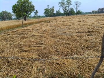 मौसम का कहर: बारिश-ओलों ने&hellip;