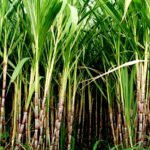 गन्ने की फसल को चुपचाप बर्बाद कर रही कुछ बड़ी गलतियाँ, समय रहते नहीं संभले तो भारी नुकसान तय