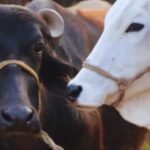 राजस्थान में भीषण गर्मी का कहर: गोवंश पर मंडराया खतरा, लापरवाही पड़ सकती है भारी