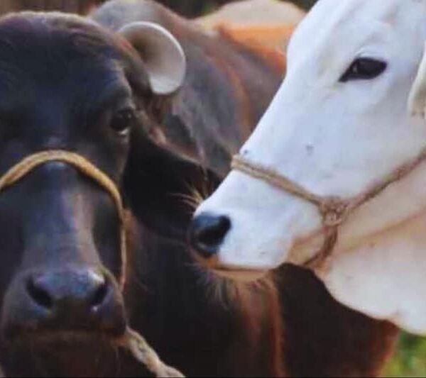 राजस्थान में भीषण गर्मी का कहर: गोवंश पर&hellip;