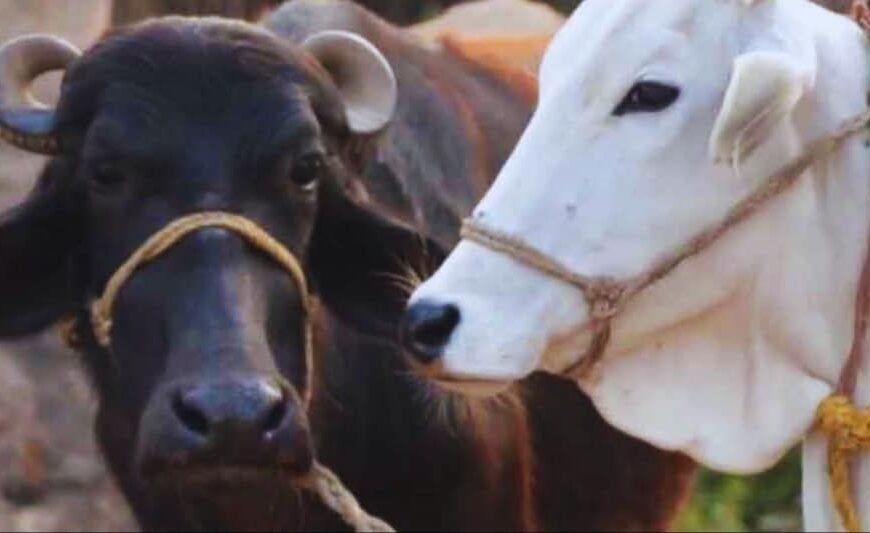 राजस्थान में भीषण गर्मी का कहर: गोवंश पर…