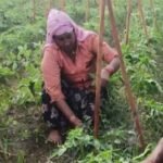 टमाटर ने बदली किस्मत: 5 बीघा में किसान नन्ने की खेती से 2 लाख का मुनाफा, नई तकनीक ने किया कमाल