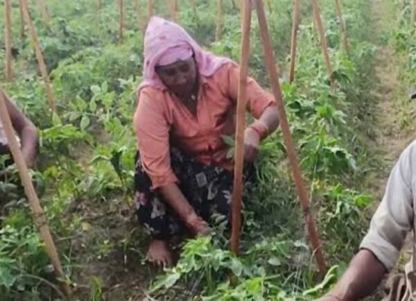 टमाटर ने बदली किस्मत: 5 बीघा में किसान…