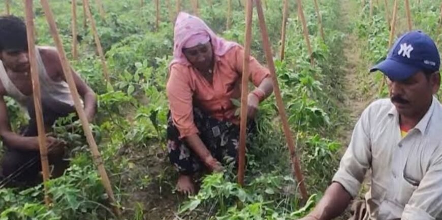 टमाटर ने बदली किस्मत: 5 बीघा में किसान…