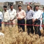 गेहूं की बंपर पैदावार: कटनी प्रयोग में चौंकाने वाला आंकड़ा, DM खुद पहुंचे खेत