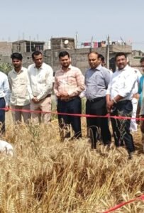 गेहूं की बंपर पैदावार: कटनी प्रयोग में चौंकाने&hellip;