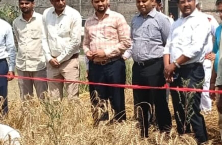 गेहूं की बंपर पैदावार: कटनी प्रयोग में चौंकाने…