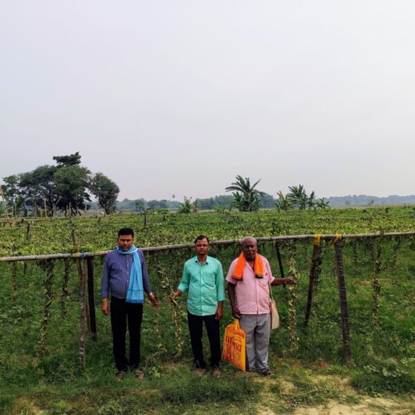 रातों-रात लुटी किसान की मेहनत: परवल की फसल&hellip;