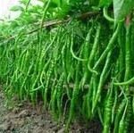 मिर्ची ने बदली किस्मत: गोंडा के किसान ने छोड़ी पारंपरिक खेती, अब कमा रहे हैं लाखों का मुनाफा