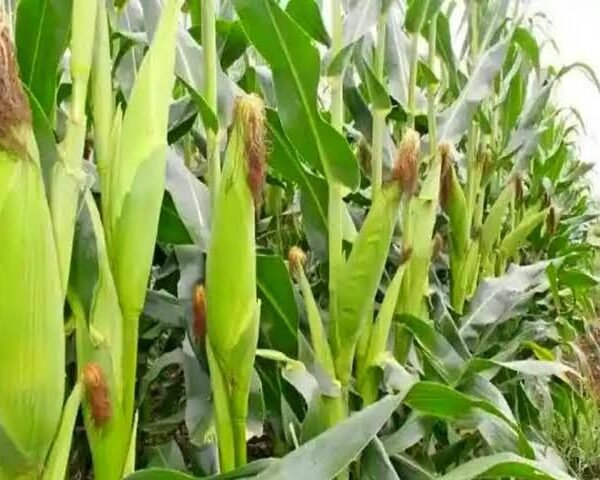 गर्मी में मक्का की सिंचाई को लेकर एक्सपर्ट…