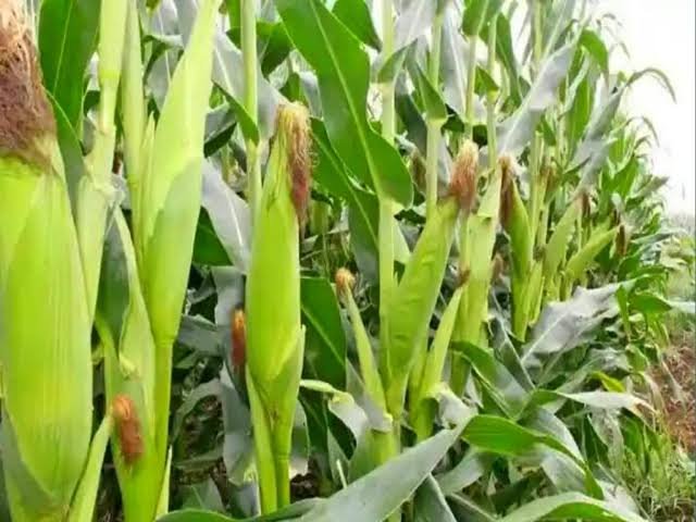 गर्मी में मक्का की सिंचाई को लेकर एक्सपर्ट की चेतावनी, जानें कौन से टिप्स से मिलेगा ज्यादा और बेहतर उत्पादन