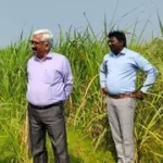 गन्ने पर मंडराया अमेरिकन सुंडी का खतरा: फॉल आर्मी वर्म बना किसानों का नया काल, फसल पर बड़ा संकट