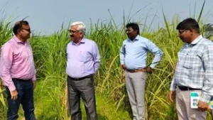 गन्ने पर मंडराया अमेरिकन सुंडी का खतरा: फॉल&hellip;