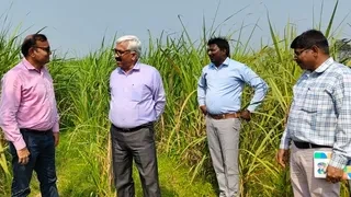 गन्ने पर मंडराया अमेरिकन सुंडी का खतरा: फॉल आर्मी वर्म बना किसानों का नया काल, फसल पर बड़ा संकट