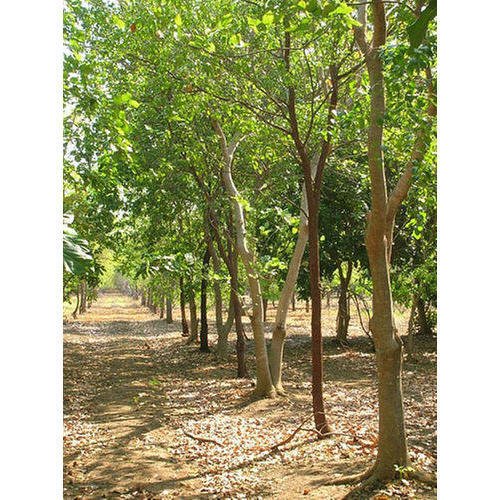 रातों-रात काट ले गए लाखों के श्वेत चंदन: पेड़ चोरी से गांव में सनसनी, किसानों में खलबली