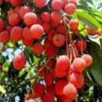 लीची पर दोहरी मार: 700 एकड़ बागान पर स्टिंक बग का हमला, वैज्ञानिकों ने खोजा शेल्फ लाइफ बढ़ाने का फॉर्मूला