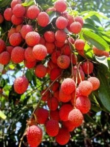 लीची पर दोहरी मार: 700 एकड़ बागान पर&hellip;