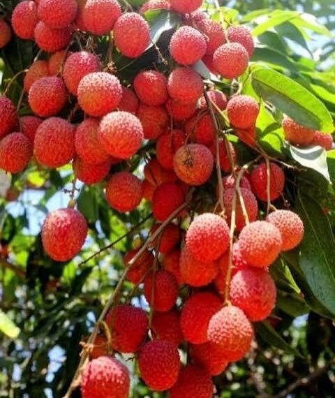 लीची पर दोहरी मार: 700 एकड़ बागान पर स्टिंक बग का हमला, वैज्ञानिकों ने खोजा शेल्फ लाइफ बढ़ाने का फॉर्मूला