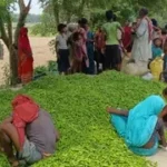 मिर्च के खेतों में छाया संकट: दाम घटने से किसानों के टूटे सपने, लागत निकालना भी हुआ मुश्किल