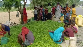 मिर्च के खेतों में छाया संकट: दाम घटने से किसानों के टूटे सपने, लागत निकालना भी हुआ मुश्किल
