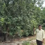 बिहार की धरती पर विदेशी फलों का चमत्कार: सिवान के किसान ने उगाए सेब, एवोकाडो और ड्रैगन फ्रूट, देखने को उमड़ रही भीड़