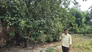 बिहार की धरती पर विदेशी फलों का चमत्कार: सिवान के किसान ने उगाए सेब, एवोकाडो और ड्रैगन फ्रूट, देखने को उमड़ रही भीड़