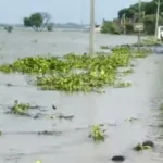 बिहार में नदियों का रौद्र रूप: सामान्य से कम बारिश के बावजूद गंगा-कोसी समेत कई नदियां उफान पर, दर्जनों गांवों में घुसा बाढ़ का पानी