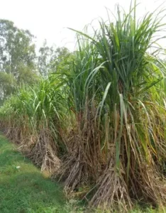 जलजमाव ने गन्ने पर बरपाया कहर: जड़ों में&hellip;