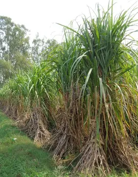 जलजमाव ने गन्ने पर बरपाया कहर: जड़ों में सड़न से सूख रही फसल, मजदूरों की कमी ने बढ़ाई किसानों की परेशानी