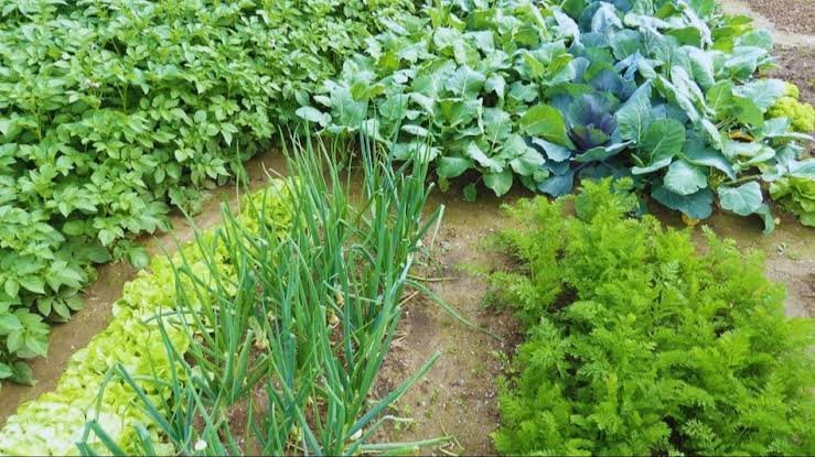 10 डिसमिल जमीन से 90 हजार तक कमाई: 500 महिला किसानों की बदलेगी किस्मत, एक खेत में चार स्तर पर होगी खेती