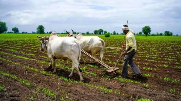 बारिश का कहर: धान की कटाई अटकी, 15 दिन पिछड़ सकती है रबी की बोआई