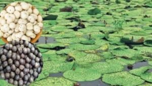मखाने का खजाना फिर भी बदहाल: सैकड़ों एकड़&hellip;